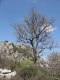 image Tree in Termessos