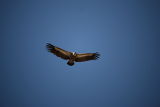 image Vulture on the way to Moni Kouduma