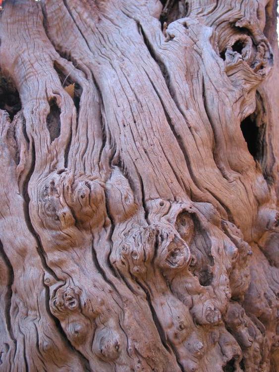 image Chestnut trunk in Camugnano