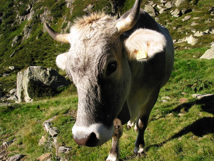 image Cow in Sprons Valley