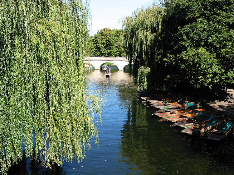 image Punts on the river Cam in Cambridge