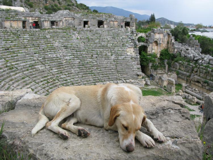 image Dog in the roman theatre in Myra