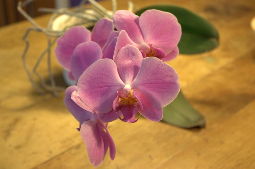 image Pink orchid