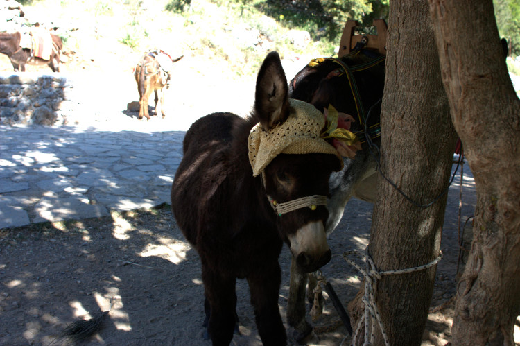 image A donkey with a hat, near Psychro