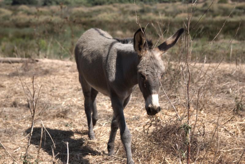 image Donkey in Odeceixe