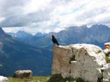 image Crow at the Seiser Alm