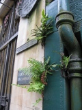 image Ferns on a Wall at the Royal Mile