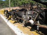 image Donkeys on the island of Büyükada