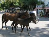 image Wild horses on Büyükada