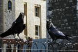 image Ravens in the Tower of London