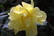 image Yellow rose
