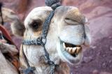 image Camel