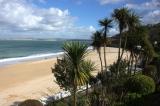image Beach and palms in St Ives