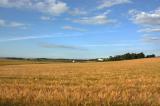image Barley field: this will soon be converted into single malt whisky. :)