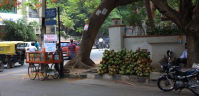 image Ubiquitous cocos milk vendor on a crossroads in Bangalore