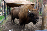 image A bison in an open air zoo in Solotcha, on the outskirts of Ryazan