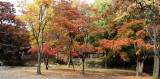 image Autumn forest in the Secret Garden in the Changdeokgung Palace