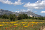 image Wild flowers in the Lassithi plateau near Agios Georgios