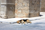image A dog having his midday rest in Chania