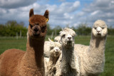 image Alpacas on the way to Houghton