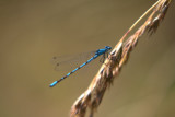 image Dragonfly near Dry Drayton