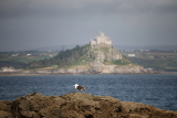 image Seagull and St Michael's Mount