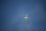 image Seagull