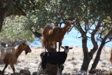 image Goats on the way to Treis Ekklisies