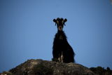 image Goat near Moni Kouduma