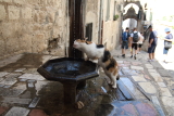 image Cat drinking water from a fountain in Kotor