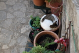 image Potted cat in Dubrovnik